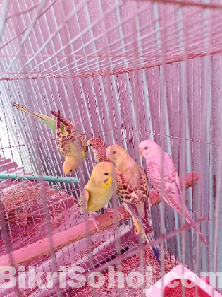 বাজিগর পাখি